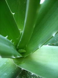 aloe vera gel or juice can help soothe the pain of mouth sores