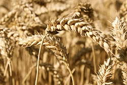 people sensitive to wheat may be subject to mouth ulcers