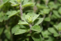 Wild oregano is an effective home remedy for treating mouth sores